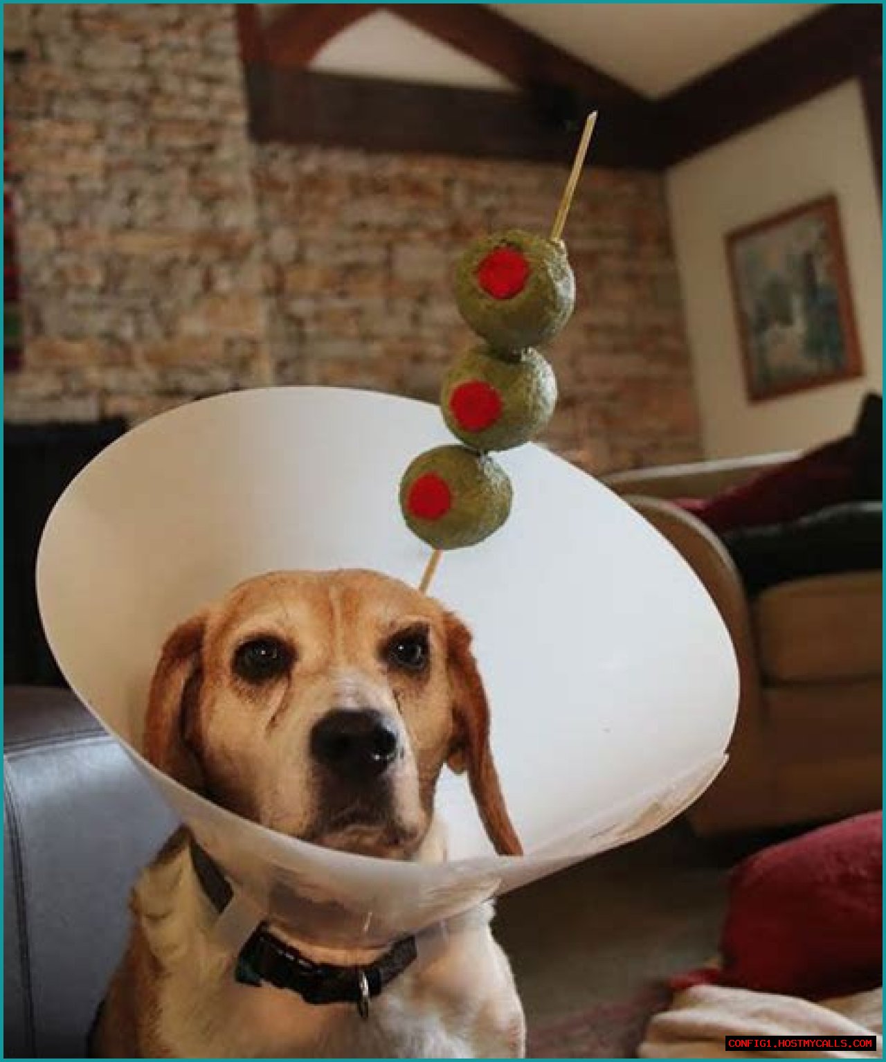 Adorable Adventures In A Dog Costume With Cone